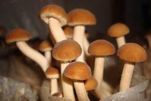 茶树菇图片，茶树菇 油茶树下听故事的小精灵们