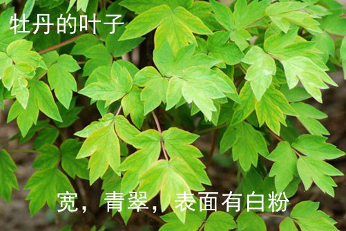 牡丹和芍药的区别  牡丹和芍药风水