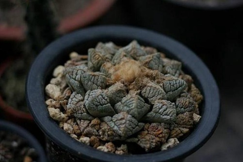 龟甲牡丹图片，欣赏熊猫级龟甲牡丹花开的惊艳
