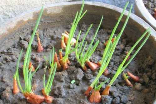 细香葱阳台种植小技巧，这样种植简单 一年都吃不完