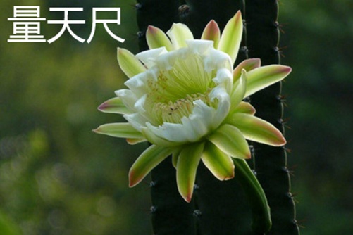 量天尺和天轮柱的区别，量天尺在风水上有化煞的作用