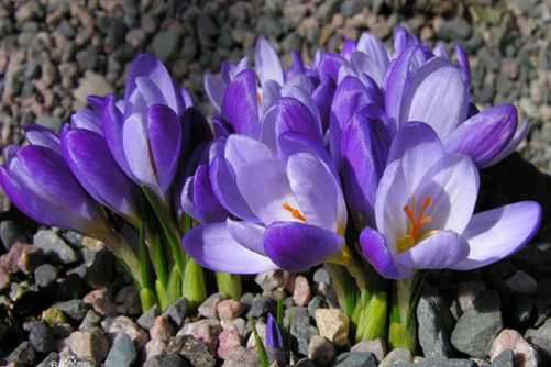 番红花花语，番红花 那是一朵美丽的花