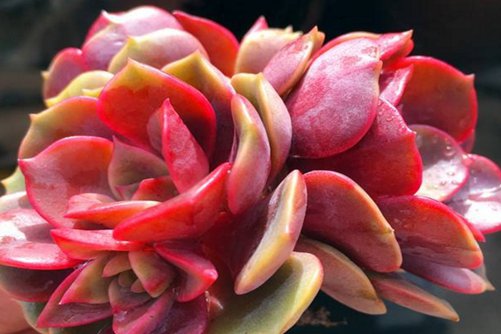 红色系多肉植物有哪些？常见24种红色系多肉图片鉴赏