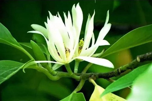 黄桷兰的功效作用，这3个功效“深藏不露”，你了解多少？