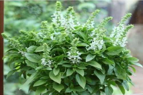 九层塔图片，九层塔开花节节高