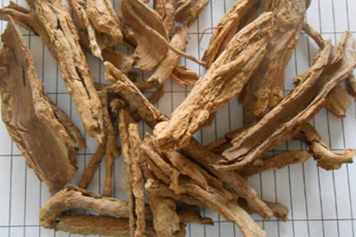 地骨皮的功效与作用 能清热去火，减肥瘦身还能降三高