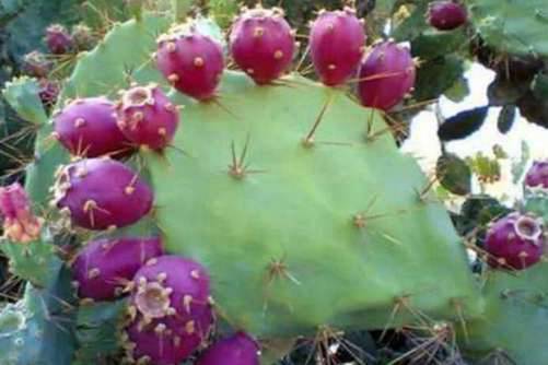 仙人掌图片，仙人掌上芙蓉 涓涓犹湿金盘露