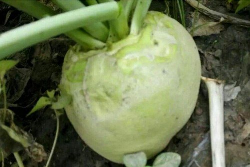 芥菜头的营养价值，吃芥菜头的功效与作用