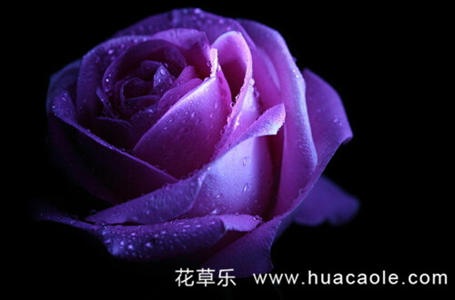 玫瑰花语大全：紫色玫瑰花语及紫玫瑰传说