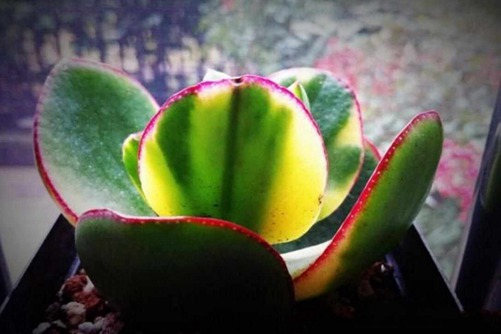 新花月锦怎么养 这6点能让花月锦有落日之雁般美