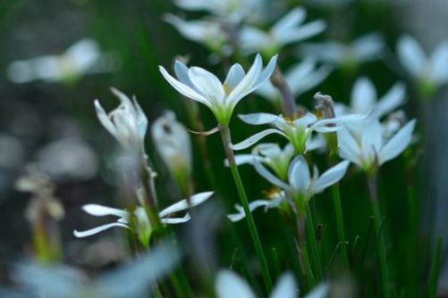 白花葱兰图片，茎茎如葱簇簇青 此花开后满园馨