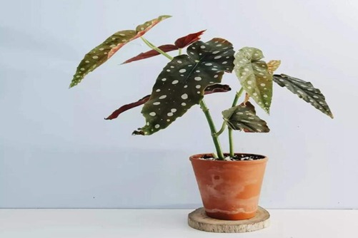 ins风网红绿植鳟鱼秋海棠，您见过吗？快来欣赏一下