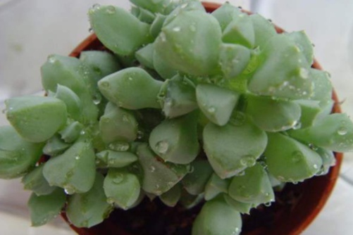 白凤菊怎么养？开花勤快，多肉界的勤劳“小蜜蜂”