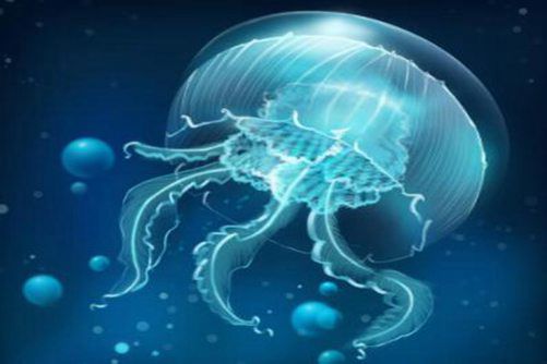 海蜇图片，层涛拥沫缀虾行 水母含秋孕地灵