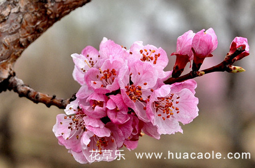 十二月花神之二月杏花花语及传说