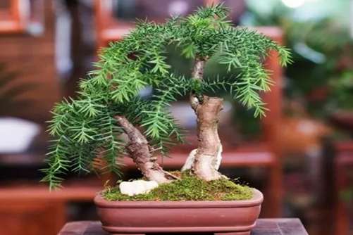 澳洲杉的寓意，澳洲杉生命力强劲的室内植物