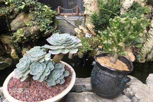 玉蝶图片欣赏，愿如少年鲜衣怒马，仗剑天涯