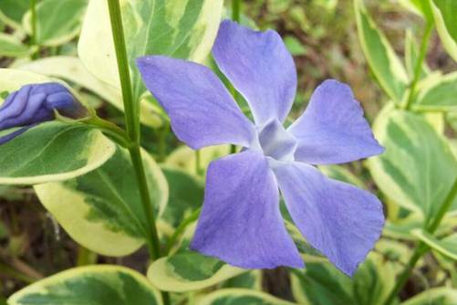 花叶蔓长春的花语，春光潋滟晴方好 蔓长春花色正浓