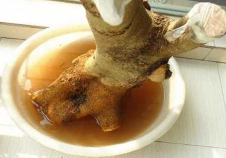 他一年养下山桩几万盆,秘诀就是做好这6点