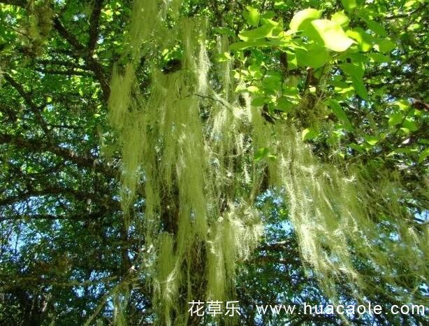 松萝花语及休宁松萝的介绍