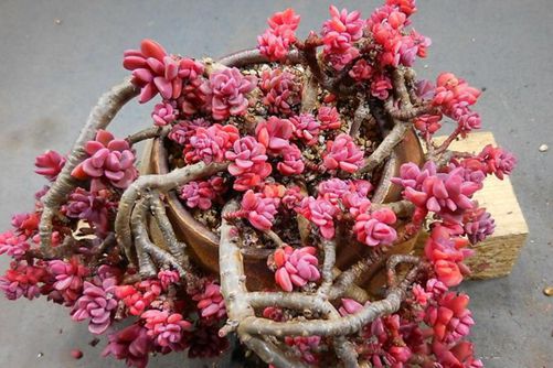 多肉植物怎么长成老桩? 最全多肉老桩养成法!从此老桩不是梦!