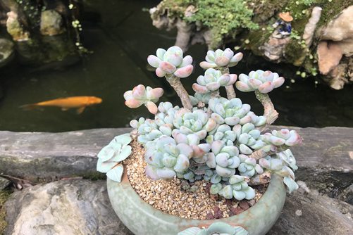 多肉植物春天遇到倒春寒怎么办？
