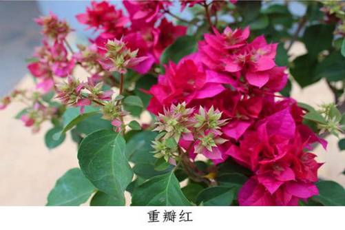 这26种三角梅，您养过或见过其中哪几种
