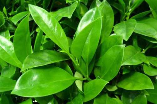 非洲茉莉图片，好一朵非洲茉莉花，芬芳美丽满枝桠