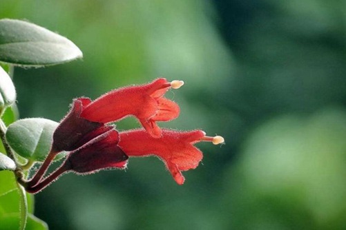 口红花有毒吗? 口红花好看又吸附有害气体，挂在家里美到爆