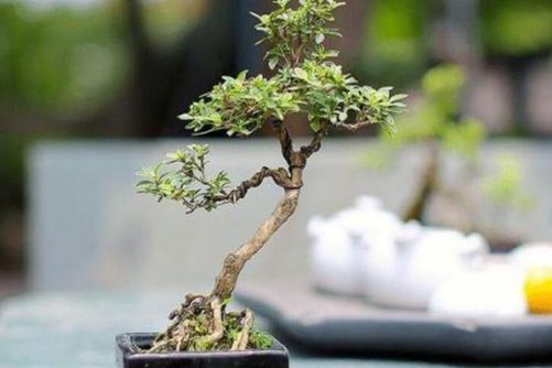 六月雪盆景不吉利是真的吗？并不是，六月雪被人误解的一种植物