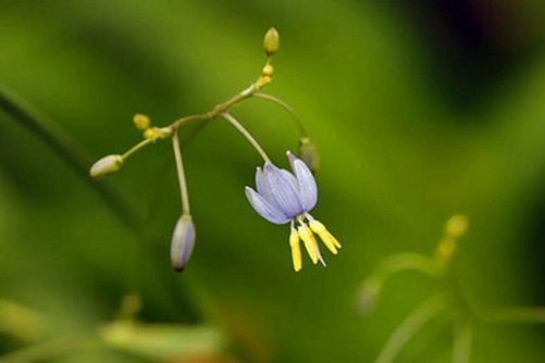 山菅有毒吗？山菅酷似兰花，果实漂亮却很危险