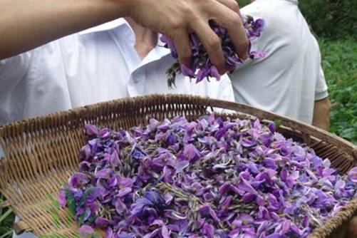葛花茶什么人不能喝，虽能让你千杯不醉但不是人人都能喝