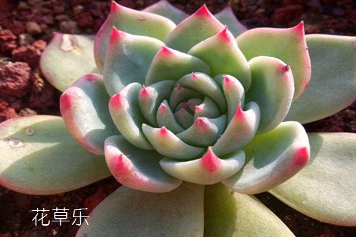 当可爱的吉娃娃变成一颗多肉—吉娃莲怎么养