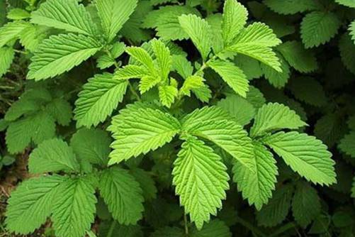 仙鹤草的功效与作用，仙鹤草怎样食用才能消炎镇痛和止血