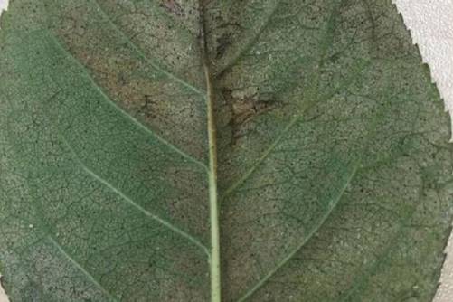 月季这样养 梅雨季后花开不断，还没病虫害