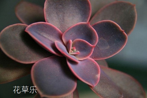最有少女感的多肉—紫珍珠黑腐怎么办