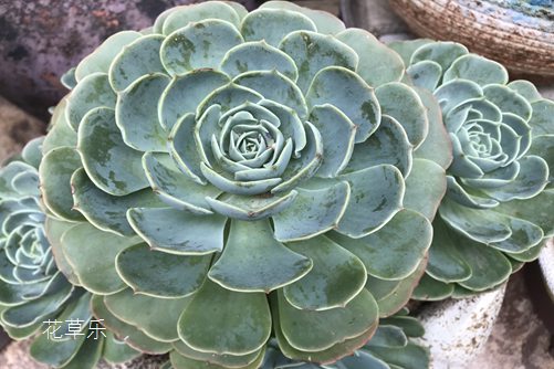 玉蝶黑腐怎么办？注意以下细节，你就是多肉界的圣手！