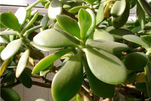 厚脸皮的养殖方法,厚脸皮植物这样养叶肥根壮