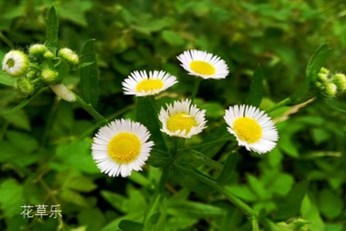 十二星座之白羊座的花语： 星辰花和雏菊
