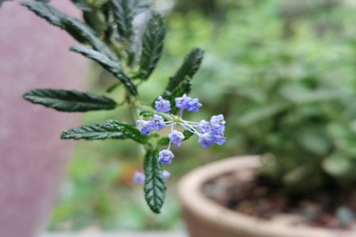 网红美洲茶被称为世上最美蓝色花，快来一睹芳容