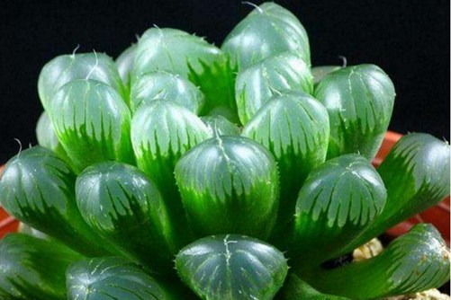 怎么养玉露，最受欢迎的玉露品种你家养了吗？
