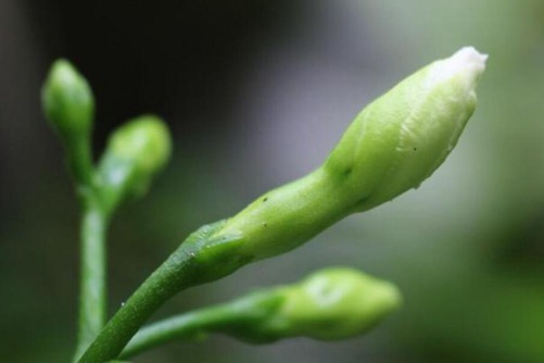 狗牙花风水作用有哪些？忧郁胆怯的人狗牙花是你的福音