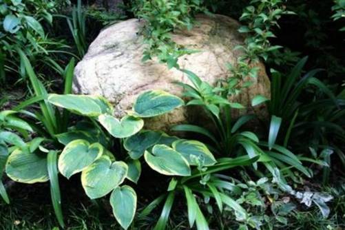 紫娇花有毒吗？紫娇花非但无毒还极具价值