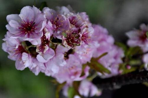 麦李图片，麦李 花开如云，花落似海