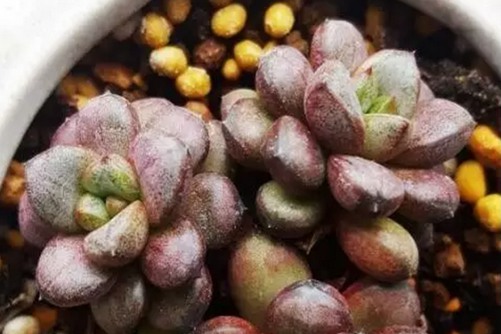紫葡萄多肉的养殖方法，紫葡萄多肉好看不能吃哦
