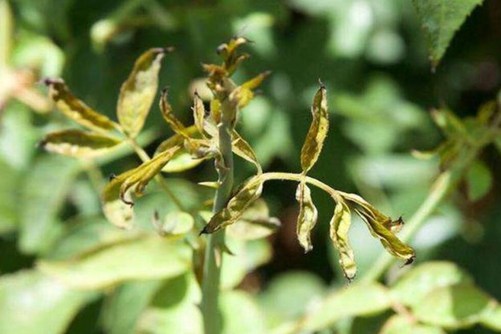 月季花病虫害防治全攻略，月季病虫害识别与防治图片