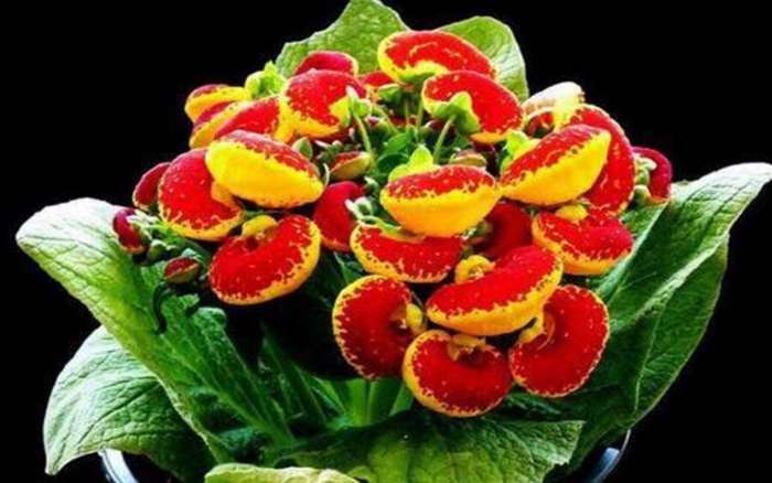 蒲包花图片 蒲包花易爆盆，种阳台似花海
