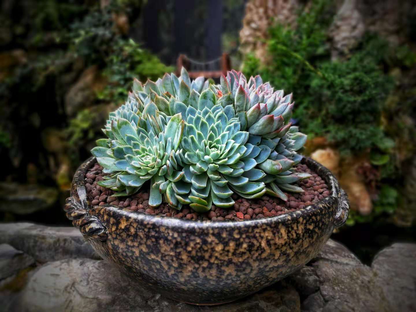 多肉植物春天遇到倒春寒怎么办？