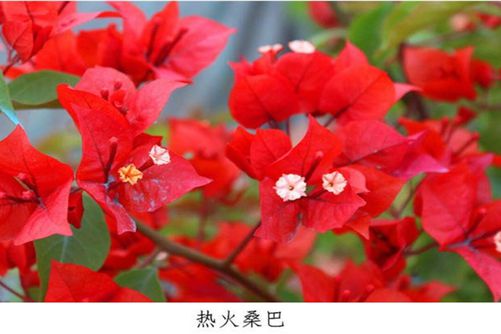 这26种三角梅，您养过或见过其中哪几种