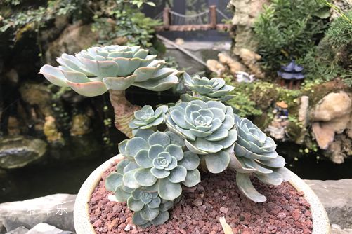 玉蝶图片欣赏，愿如少年鲜衣怒马，仗剑天涯